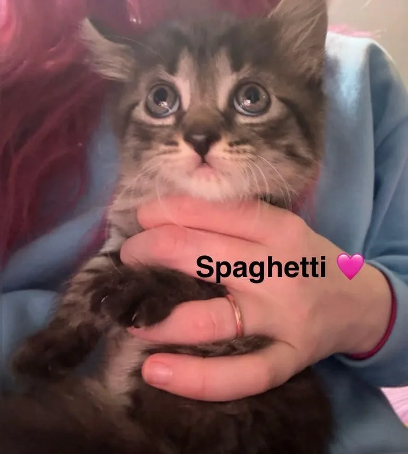 A baby medium-sized female Domestic Short Hair cat named Spaghetti for adoption in Hoover , AL