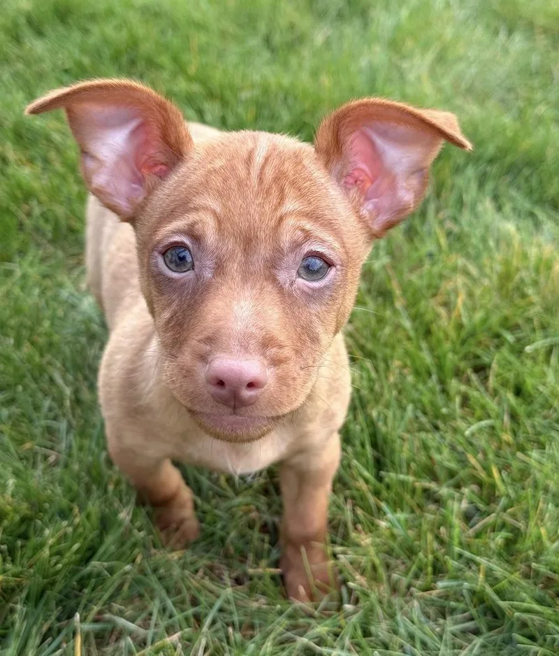 A baby small-sized male Red / Chestnut / Orange Chihuahua dog named Fig for adoption in South Bend, IN