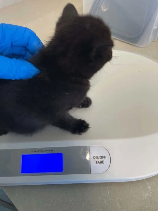A baby small-sized female Domestic Short Hair cat named Twist for adoption in McMinnville, OR