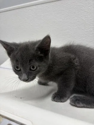 A baby small-sized female Domestic Short Hair cat named TBoz for adoption in West Chester, PA