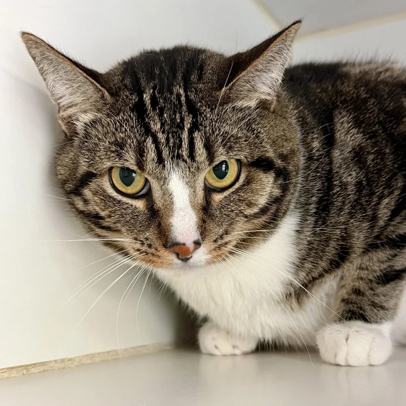 An adult large-sized male Brown / Chocolate Domestic Short Hair cat named Paws for adoption in Oakland, CA