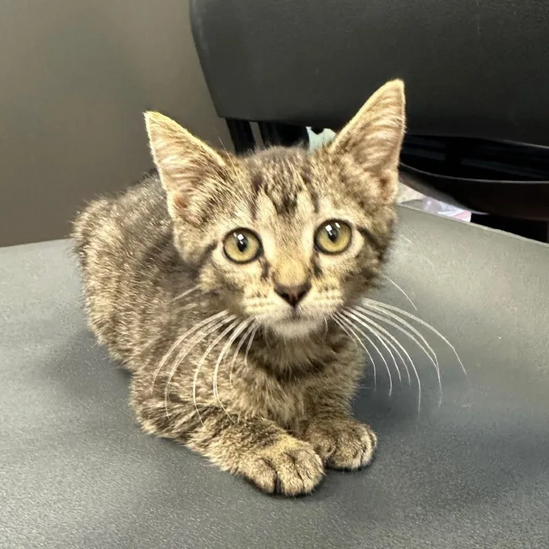 A baby small-sized female Brown / Chocolate Domestic Short Hair cat named Delaney for adoption in Milan, IL