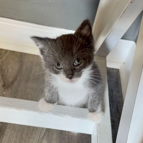 A baby medium-sized male Gray & White Domestic Short Hair cat named Dodger for adoption in Carneys Point, NJ
