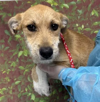 An adult medium-sized female Terrier dog named Torta for adoption in San Antonio, TX