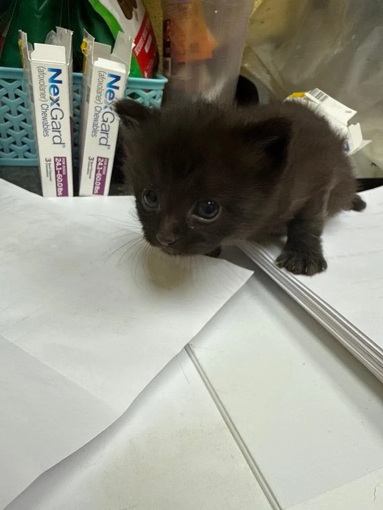A baby small-sized male Domestic Short Hair cat named Baron for adoption in Crossville, TN