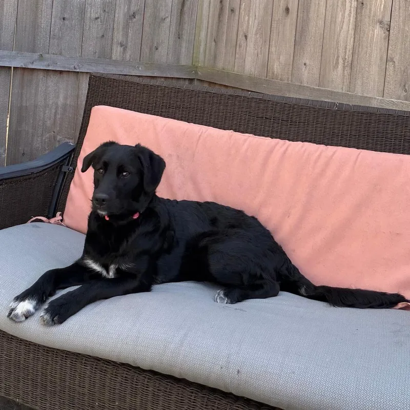 Bella  Home to