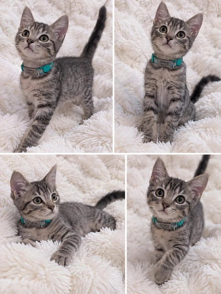 A baby small-sized male Domestic Medium Hair cat named Chevy for adoption in Emporia, KS