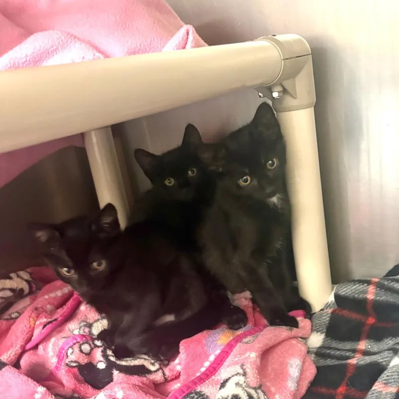 A baby small-sized female Domestic Short Hair cat named Prim for adoption in Brockton, MA