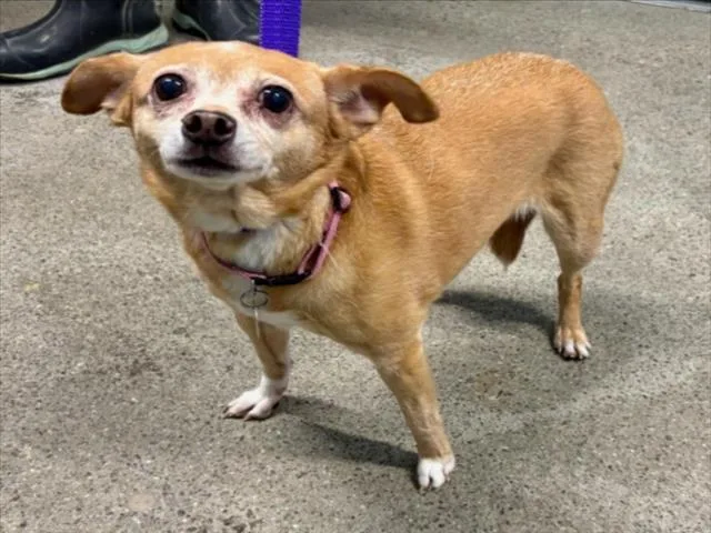 A senior small-sized female Chihuahua dog named Sweethart for adoption in Woodland, CA