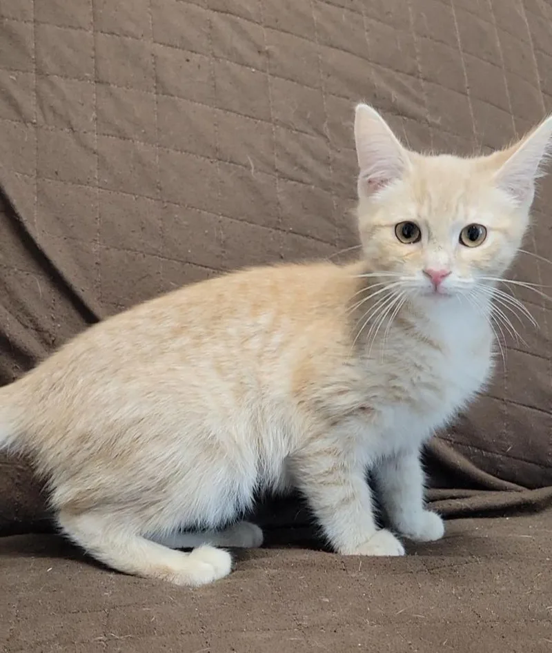 A baby small-sized male Domestic Short Hair cat named Van Gogh for adoption in Sandusky, OH