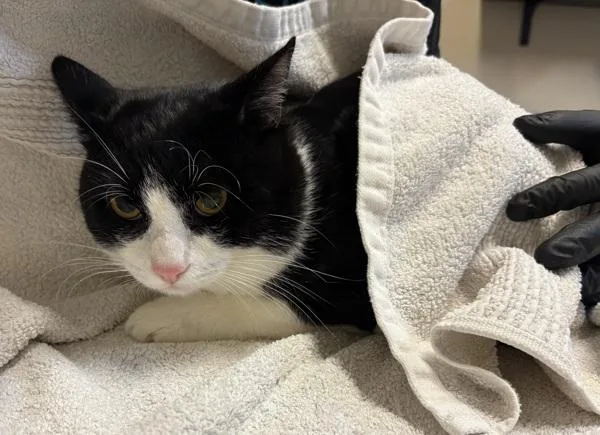 A young medium-sized male Domestic Short Hair cat named Kichi for adoption in Oceanside, CA