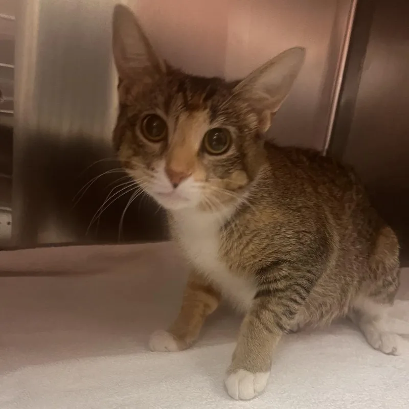 An adult medium-sized female Calico Domestic Short Hair cat named Kiki the Cat for adoption in St. Louis, MO