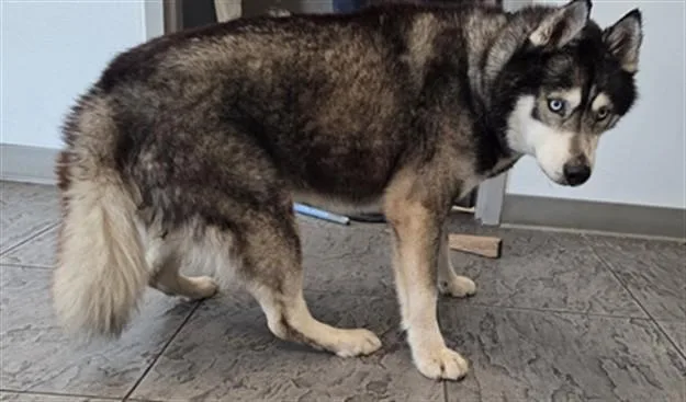 An adult large-sized male Siberian Husky dog named Willie for adoption in Los Angeles, CA