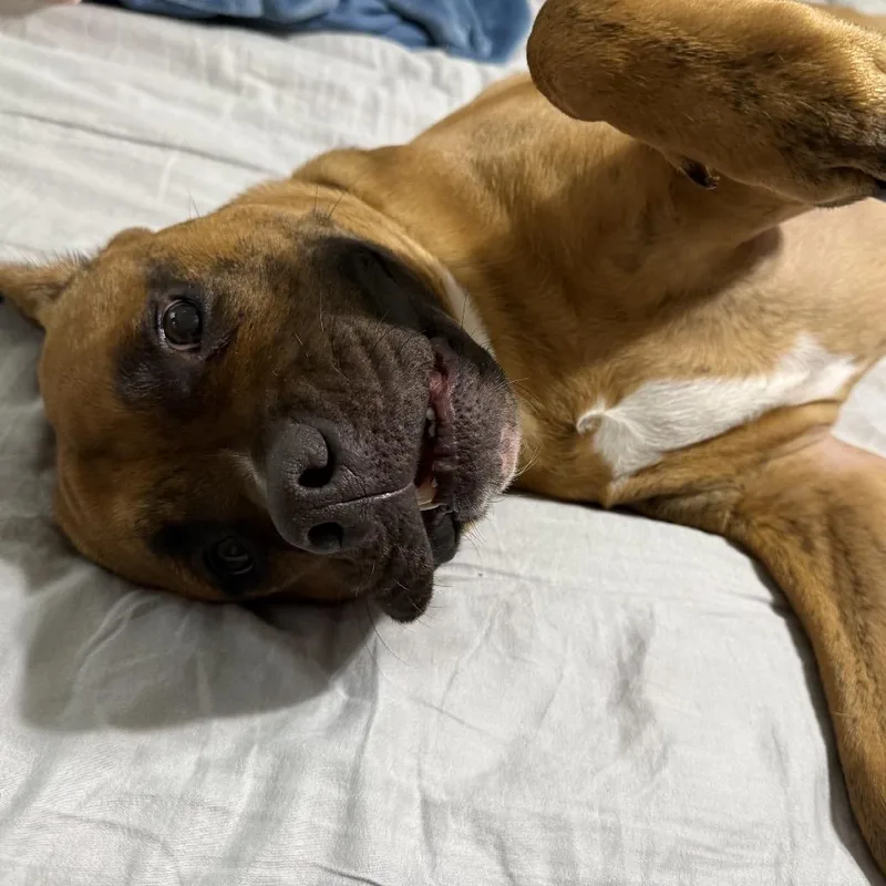 An adult large-sized male Brindle Boxer dog named Benny for adoption in Alma, WI