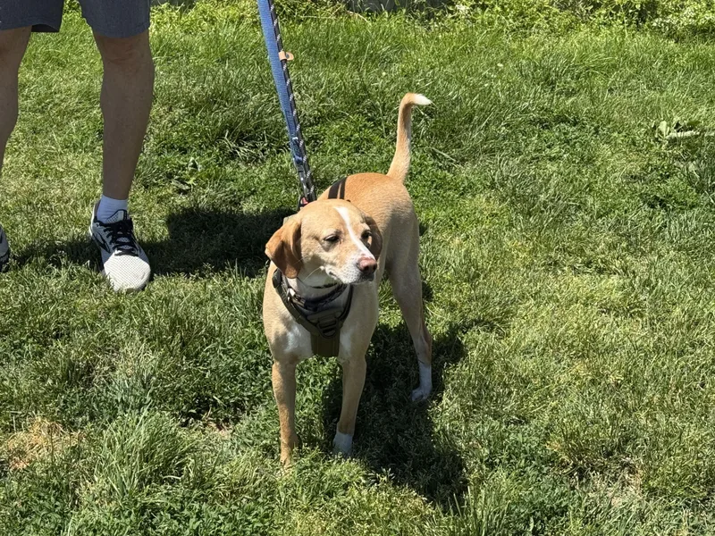 An adult small-sized male Yellow / Tan / Blond / Fawn Hound dog named Zeus for adoption in Ellicott City, MD