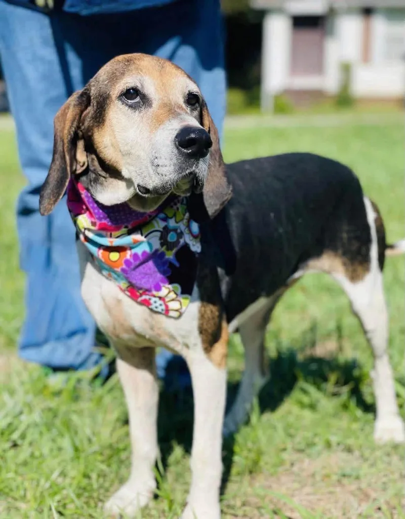 A senior medium-sized female Tricolor (Brown, Black, & White) Treeing Walker Coonhound dog named Hazel for adoption in Spring Hill, TN