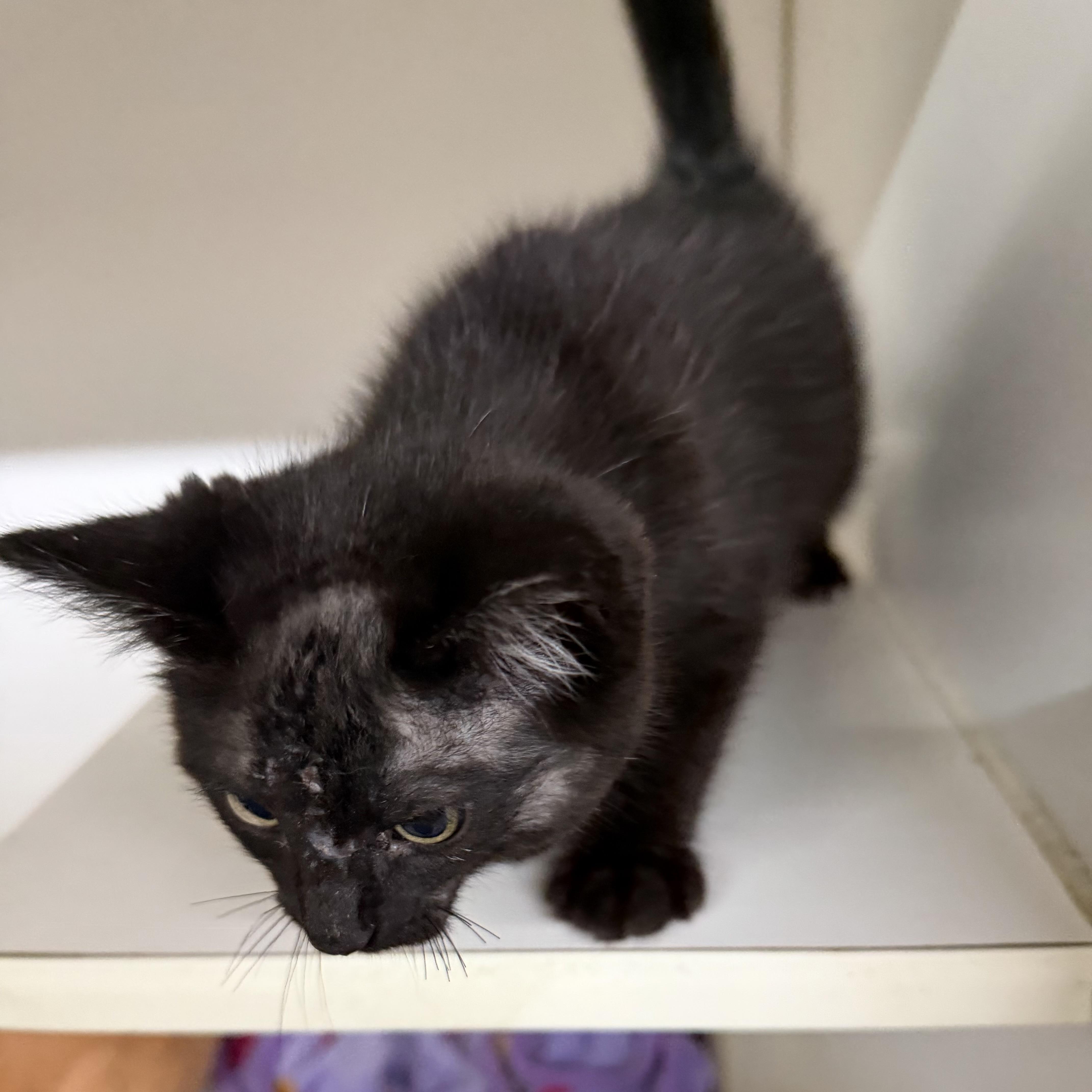 A baby medium-sized male Black Domestic Short Hair cat named Pirate for adoption in Trenton, MO