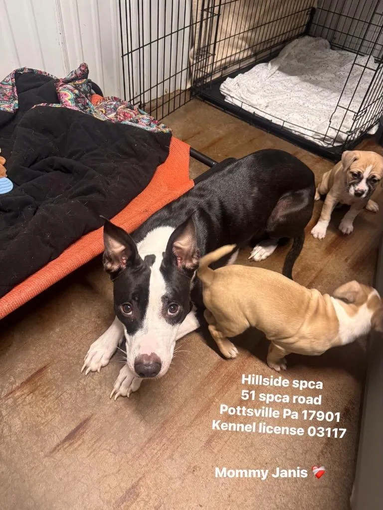 A young large-sized female Pit Bull Terrier dog named Janis for adoption in Pottsville, PA