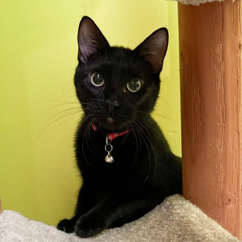 A young medium-sized male Domestic Short Hair cat named Phantom Purr for adoption in Stoughton, WI