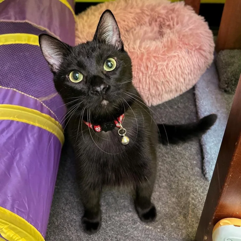 Phantom Purr thumbnail 2