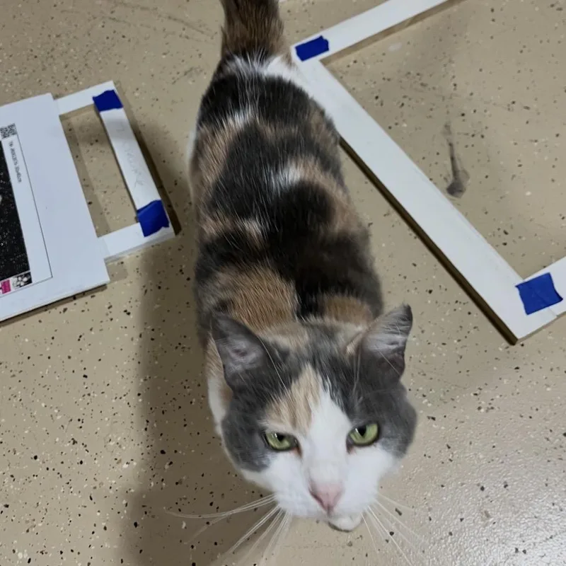 An adult small-sized female Calico Domestic Short Hair cat named Marigold for adoption in Inwood, WV