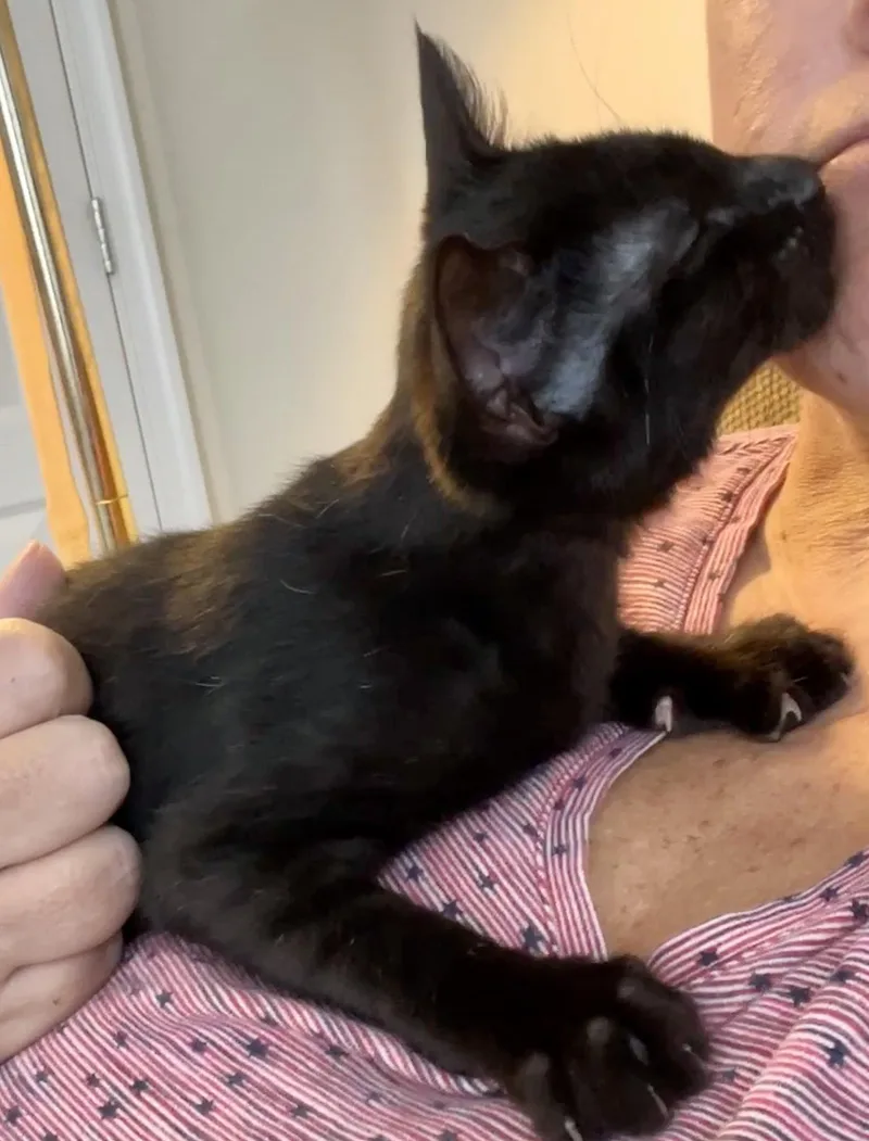 A baby medium-sized male Black Domestic Short Hair cat named Hopper for adoption in Reston, VA