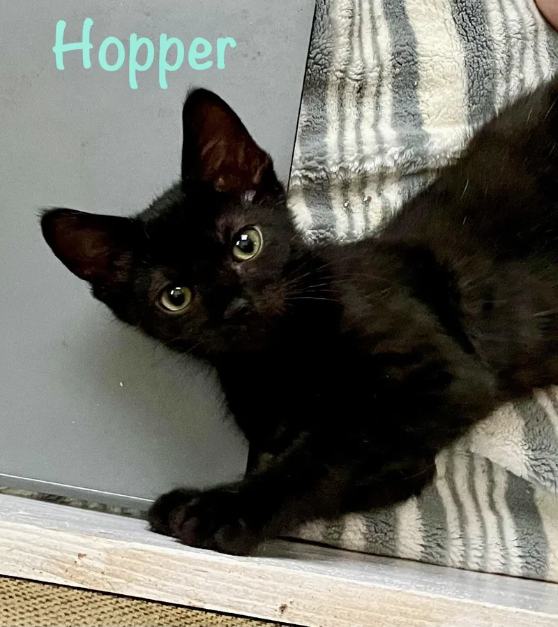 Hopper thumbnail 2