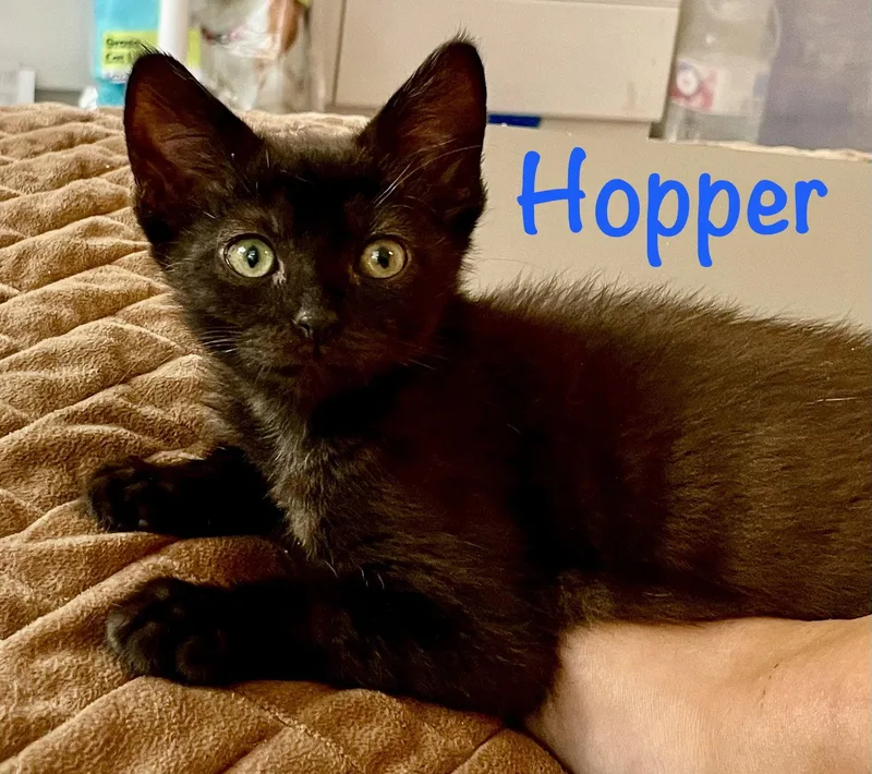 Hopper thumbnail 3