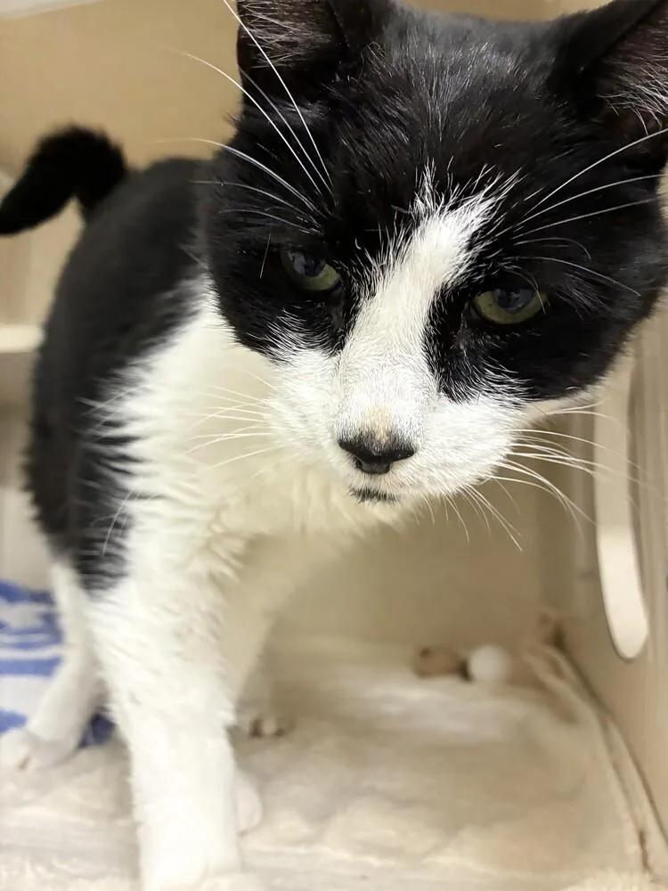 An adult medium-sized male Black & White / Tuxedo Domestic Short Hair cat named Paolo for adoption in Elmsford, NY