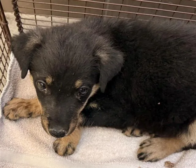 A baby small-sized male Labrador Retriever dog named Reeses for adoption in Tucson, AZ