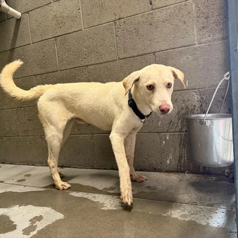 A young medium-sized male White / Cream Yellow Labrador Retriever dog named Red for adoption in Yuma, AZ