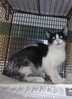 A young medium-sized male Domestic Medium Hair cat named Vader for adoption in Van Nuys, CA