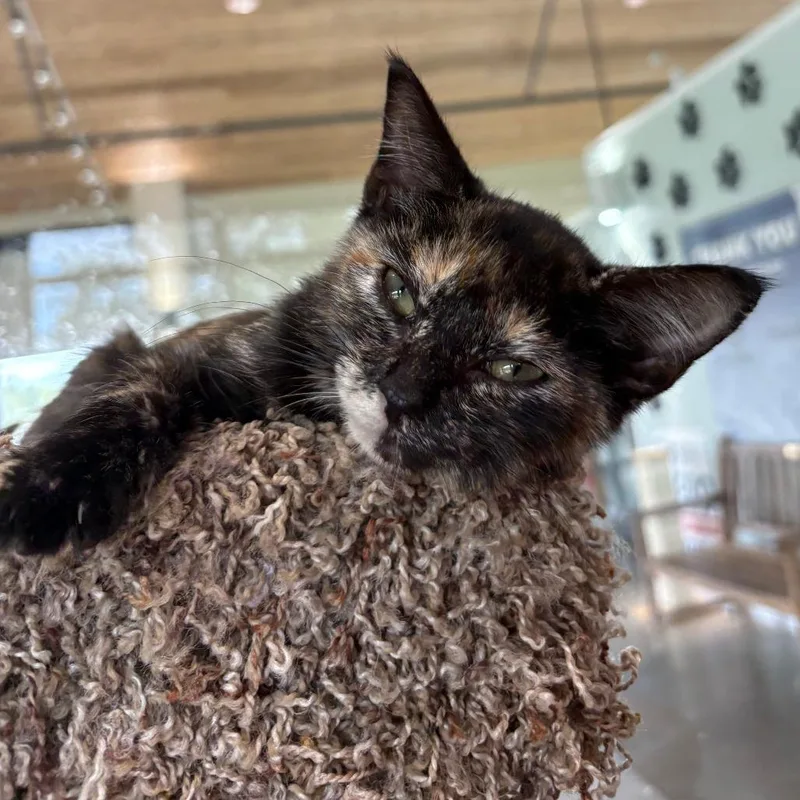 A baby small-sized female Tortoiseshell Domestic Short Hair cat named Toph for adoption in Leander, TX