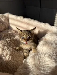 A young small-sized male Tabby (Buff / Tan / Fawn) Domestic Short Hair cat named Buckees for adoption in Miami, FL