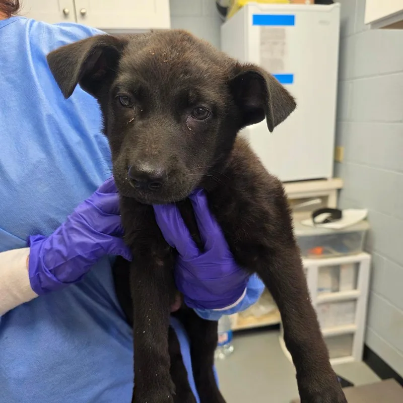 A baby small-sized female Black German Shepherd Dog dog named Delila for adoption in Duncan, OK