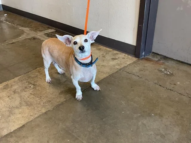 An adult small-sized male Dachshund dog named Biscuit for adoption in Ontario, CA
