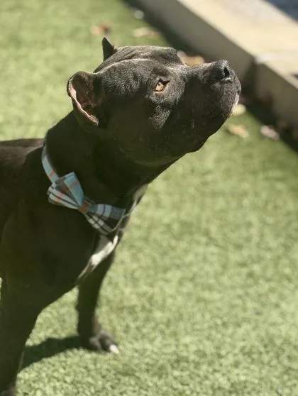 Griffin Bear thumbnail 2