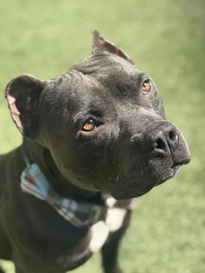 Griffin Bear thumbnail 3