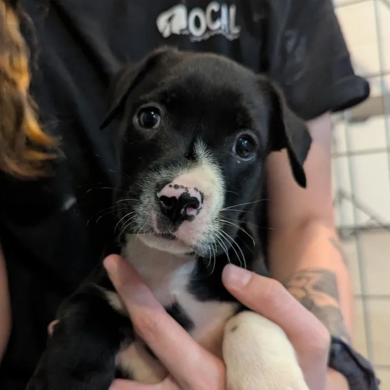 A baby large-sized male Black Mixed Breed dog named Tartar for adoption in Ocala, FL