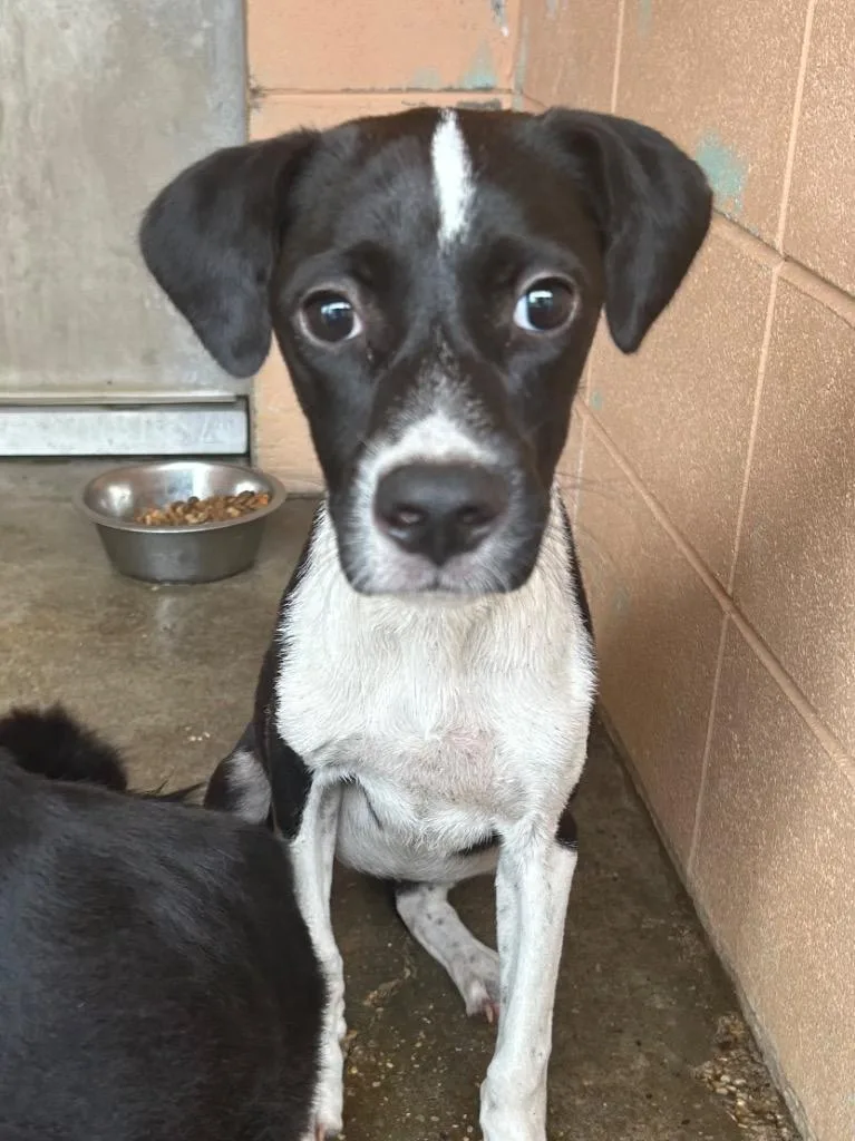 A baby medium-sized female Hound dog named Cole Slaw for adoption in Gautier, MS