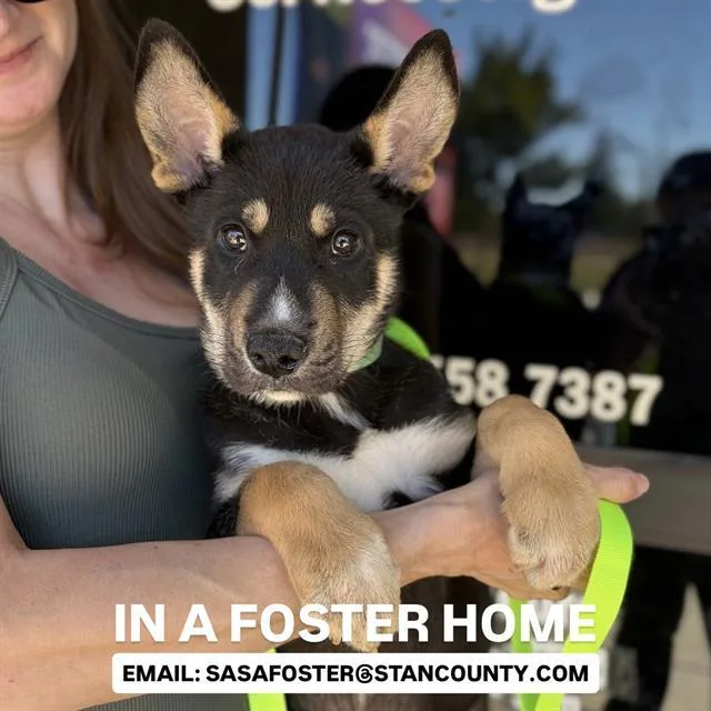 A baby small-sized male Husky dog named Bennett for adoption in Modesto, CA