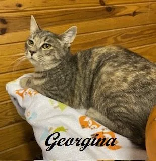 A young medium-sized female Tabby cat named Georgina for adoption in Southern Pines, NC