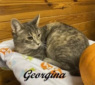 Georgina thumbnail 2