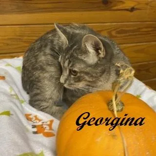Georgina thumbnail 3