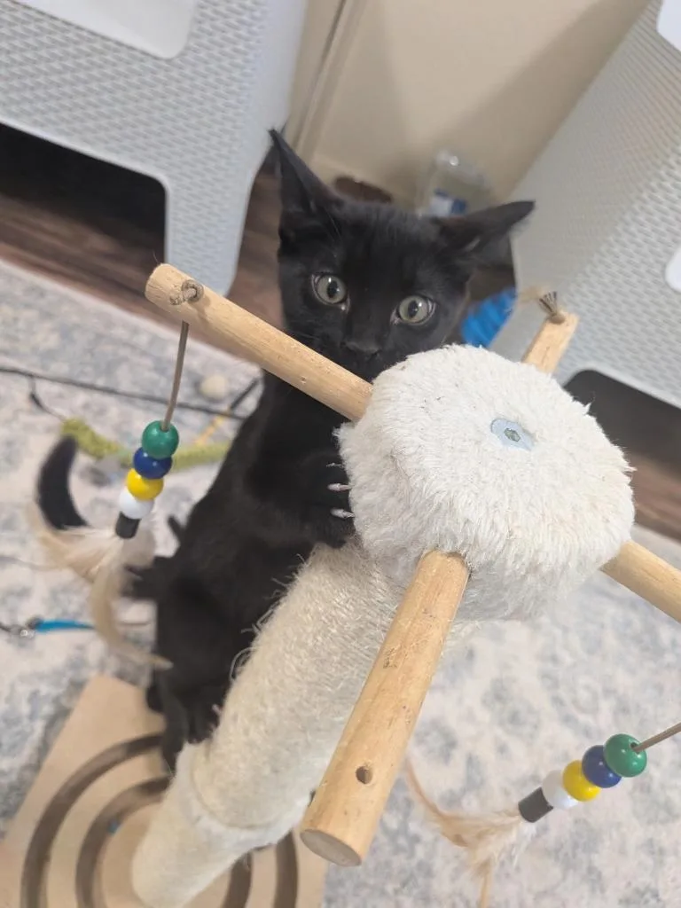 A young medium-sized female Domestic Short Hair cat named Luna for adoption in Richland Hills, TX