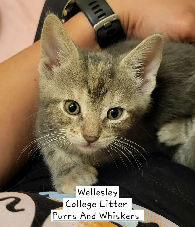 A baby medium-sized female Tabby (Tiger Striped) Domestic Short Hair cat named Wellesley for adoption in New Hartford, NY