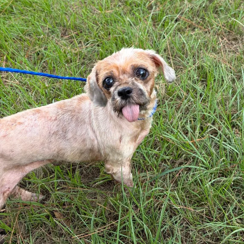 A senior small-sized female White / Cream Shih Tzu dog named Chloe Emily for adoption in Houston, TX