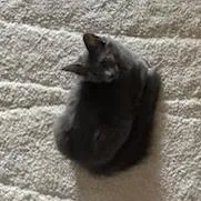 A baby small-sized female Domestic Medium Hair cat named Tinkerbell for adoption in Williston, FL
