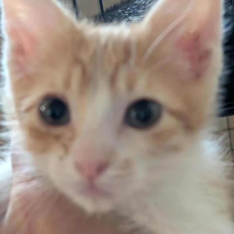 A baby small-sized male Orange / Red Domestic Short Hair cat named Carrots Armbrust for adoption in Eagle Mountain, UT