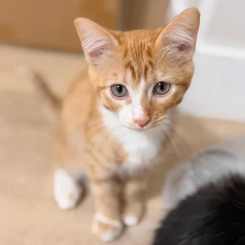 A baby small-sized male Orange / Red Domestic Short Hair cat named Gary for adoption in Layton, UT